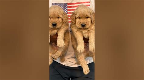 pup contact number.
